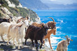 Leinwanddruck Bild - Freilaufende Ziegen auf Korsika