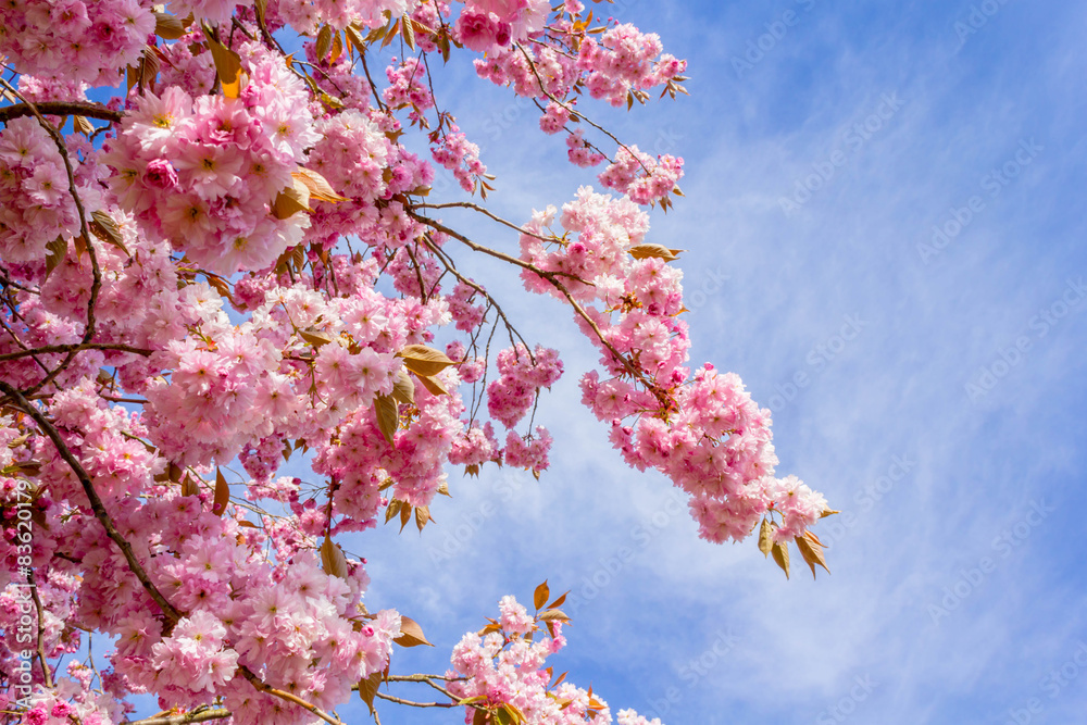 Beautiful Japanese cherry tree blossom against blue sky Stock Photo ...