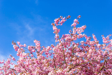 Poster - Beautiful Japanese cherry tree blossom