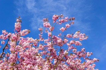 Poster - Beautiful Japanese cherry tree blossom in May