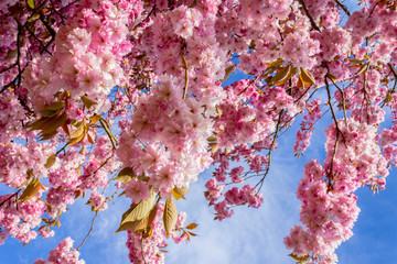 Canvas Print - Beautiful Japanese cherry tree blossom against blue sky