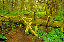 The Quinault Rain Forest In The Olympic National Park