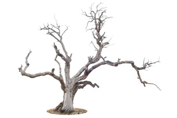 Dead tree isolated and white background