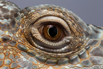 Closeup Eye of Green Iguana