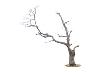 Dead Tree Isolated And White Background
