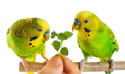 Budgerigar. Parrot.