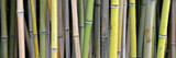 Fototapeta Sypialnia - bambus