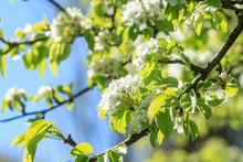 Pear-tree In Spring Season.