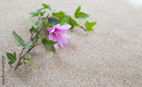 Lierre Et Fleur Rose Sur Le Sable Désertique Buy This