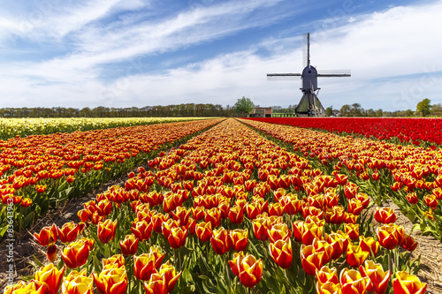 Plakat Czerwony żółty tulipanowy żarówki gospodarstwo rolne z wiatraczkiem przy wiejską stroną