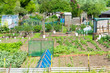 Communal allotments in Suffolk, England.