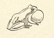 European Tree Frog (Hyla Arborea)