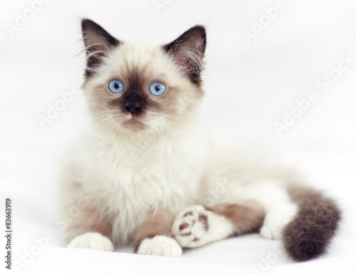 Fototapeta dla dzieci Ragdoll Katze