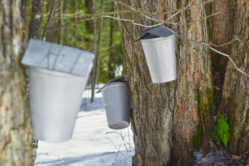 maple sap container for making maple syrup canada