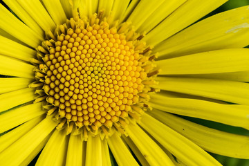 Yellow Macro