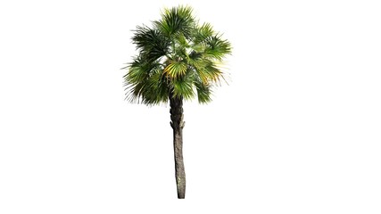 Palmetto palm tree - isolated on white background