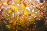 Colorful Lily Pads Underwater
