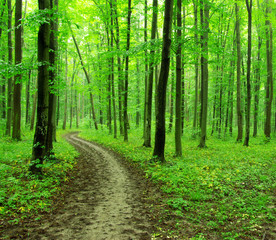   green forest
