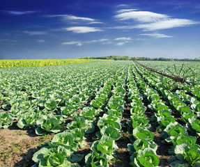 Canvas Print - Landscape view of a freshly growing cabbage field