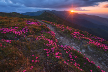 Wall Mural - rhododendron