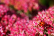 Ladybug on a Sedum telephium Munstead Dark Red