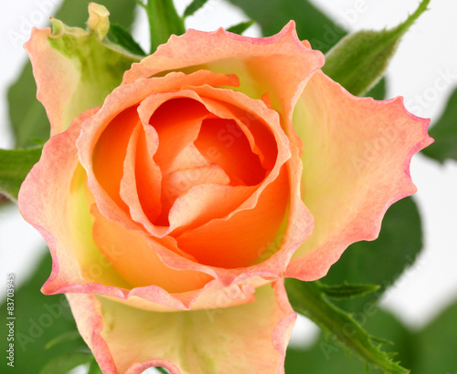 Naklejka dekoracyjna Pink rose isolated