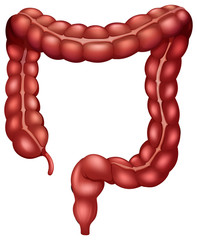 Wall Mural - Large Intestine