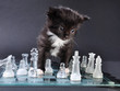 kitten glass chess board with falled pieces