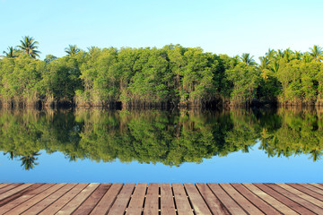 Mangrove forest with wooden floor