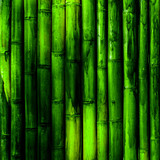 Fototapeta Sypialnia - Bamboo wall