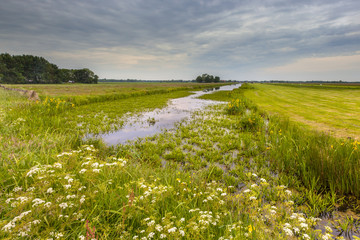 Sticker - Canal with Water Soldier vegetation