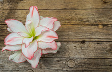 Beautiful Amaryllis Flower On Wooden Background
