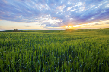 Wall Mural - grain field in the sundown