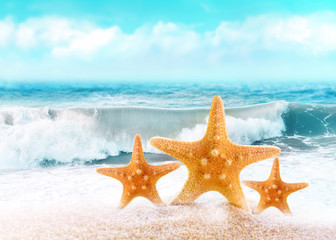 Summer beach. Three Starfish on the seashore