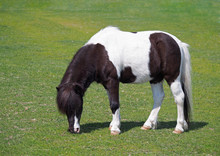 Black And White Pony Grazing On The Spring Pasture