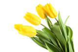 Fototapeta Tulipany - Yellow tulips on white background