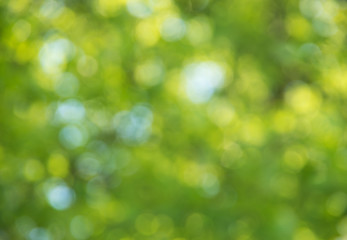 Natural green blurred background.