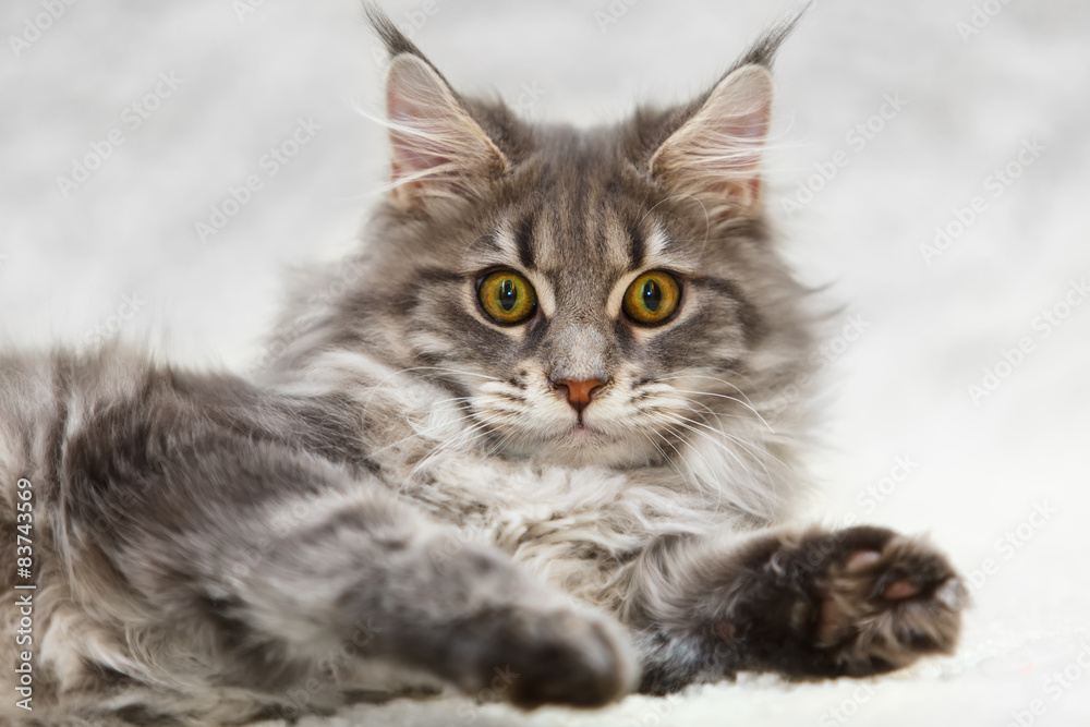 Photo Art Print Gray Maine Coon Cat With Yellow Eyes Posing On