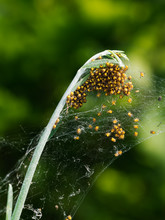 Spider Nest. Tiny Araneus Orb Weaver Spiderlings, Newly Hatched.