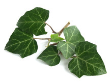 Common Ivy 