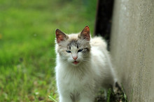 Трехшерстный кот у забора в траве