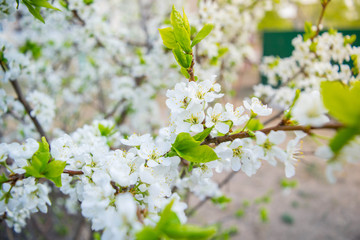  apple blossoms in spring