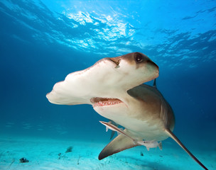 Wall Mural - Great hammerhead shark