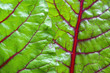 Swiss chard green leaf vegetable closeup