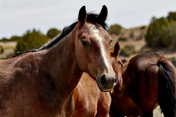 Naklejka na meble Herd of Horses