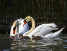 Mute Swan, Cygnus Olor, Parents And Babies