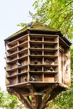 Wooden Dovecote With Several Pigeons