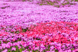 Fototapeta Tulipany - Landscape with pink flowers on the mountain, Takinoue, Hokkaido