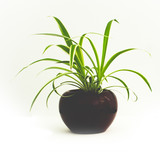 Spider plant in a red pot