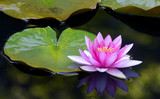 Single pink water lily sits on a green pad.